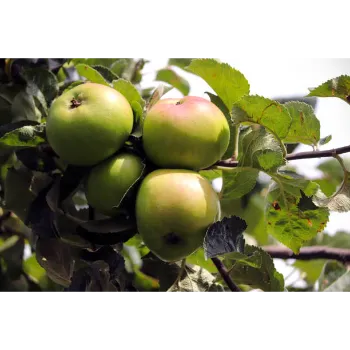 Natural Apple Plant